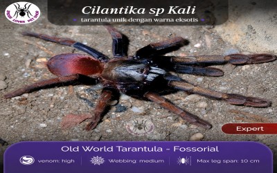 Thrigmopoeinae sp. "Kali" (Cilantica sp. Kali) Juvi Tarantula